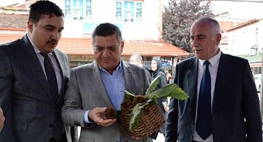 Erfelek Kestanesi Görücüye Çıktı