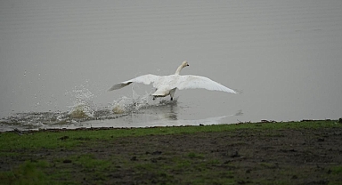 Yabani Hayvanlar Büyükşehirde Hayat Buluyorlar