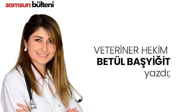 Evcil Hayvanlarda İlkyardım 